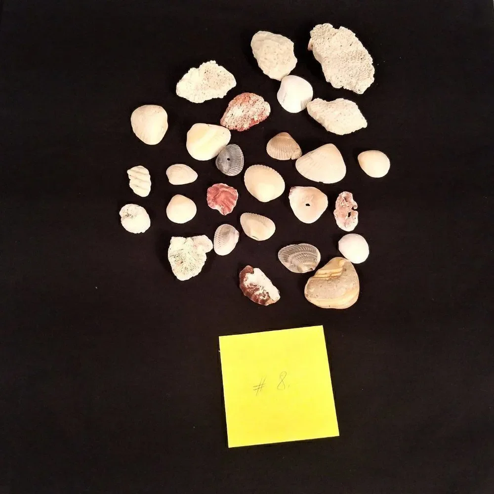 Small Corals & Seashells Arts Crafts Jewelry #8